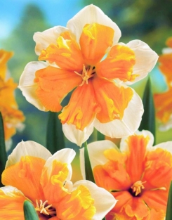 Narcis Orangery
