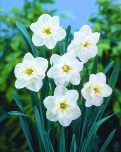 Narcis Papilon Blanc
