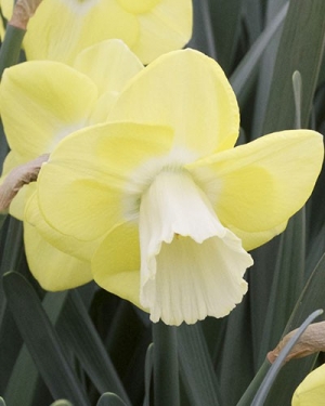 Narcis Avalon