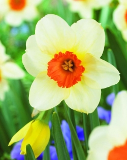 Narcis Barret Browning
