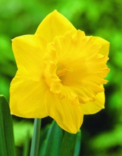 Narcis Dutch Master