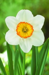 Narcis Flower Record