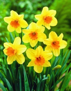 Narcis Fortissimo