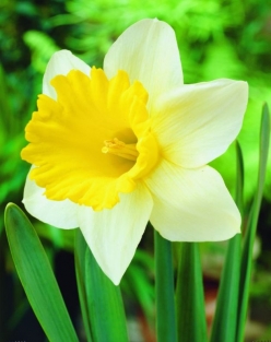 Narcis Goblet