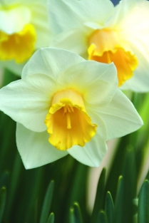 Narcis Salome