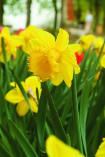 Narcis Standard Value