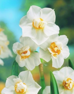 Narcis Cheerfulness
