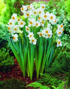 Narcis Geranium