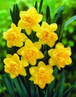 Narcis Dick Wilden