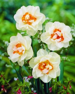 Narcis Flower Drift
