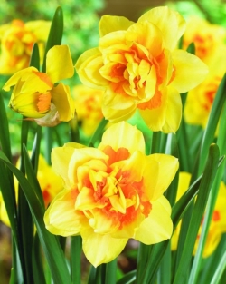 Narcis Texas