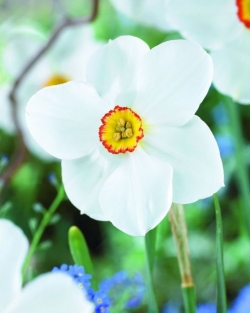 Narcis Actaea