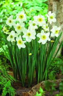 Narcis Sinopel