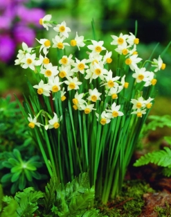 Narcis Canaliculatus