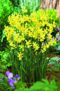 Narcis Hawera