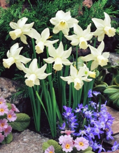 Narcis Jenny