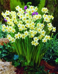 Narcis Minnow