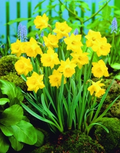 Narcis Obvallaris