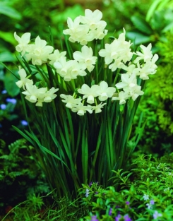Narcis Petrel