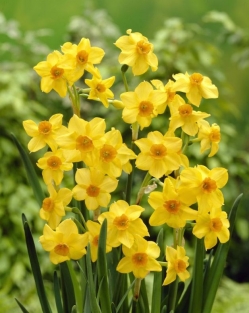 Narcis Martinette