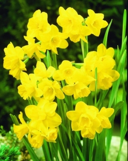 Narcis Quail