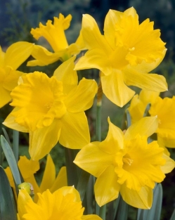 Narcis Jedna
