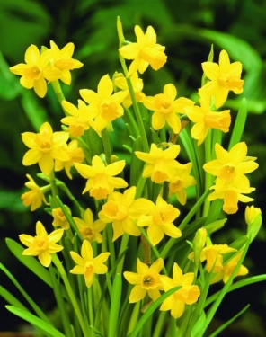 Narcis Tête à Tête
