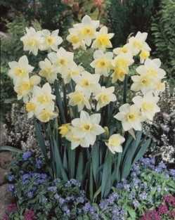 Narcis Pueblo