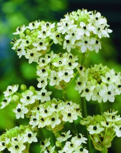 Ornithogalum Arabicum
