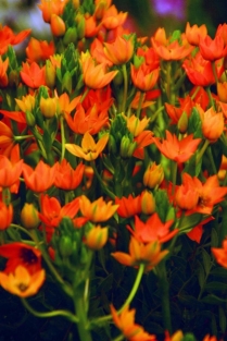 Ornithogalum Dubium