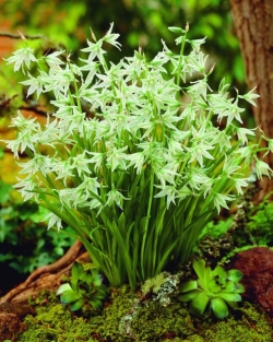 Ornithogalum Nutans