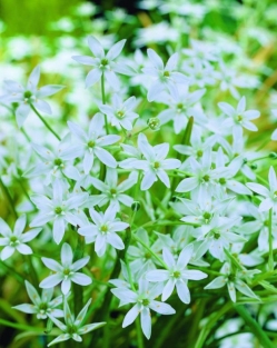Ornithogalum Umbelatum