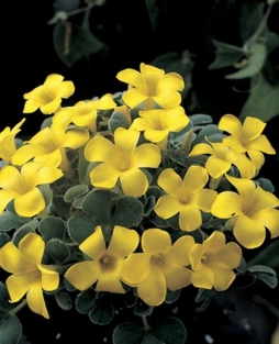 Oxalis Purpurea Ken Aslet