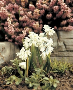 Puschkinia Libanotica Alba