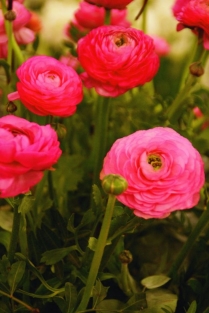 Ranonkels Roze