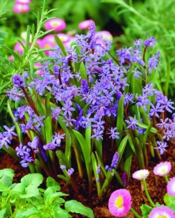 Scilla Bifolia-Praecox