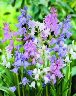 Scilla Campanulata-Hispanica