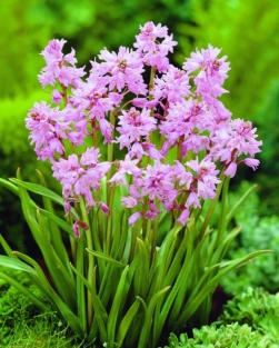 Scilla Campanulata - Hispanica Rosea