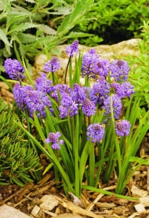 Scilla Litardeii