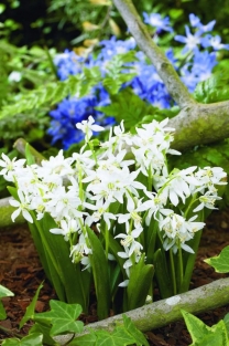 Scilla Siberica Alba