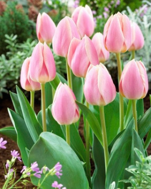 Tulpen Apricot Delight