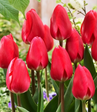 Tulpen Cherry Delight