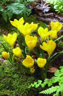 Sternbergia