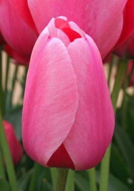 Tulpen Pink Impression