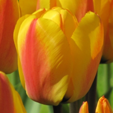 Tulpen Oxford Wonder