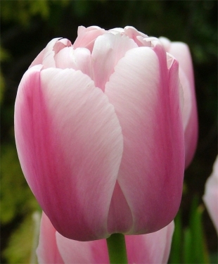 Tulpen Ollioules