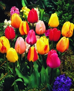 Tulpen Darwin Mix