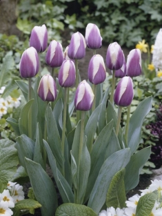 Tulpen Atlantis