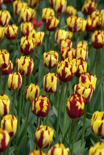Tulpen Helmar