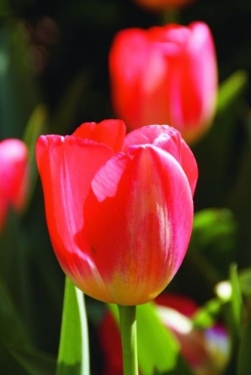 Tulpen Judith Leyster